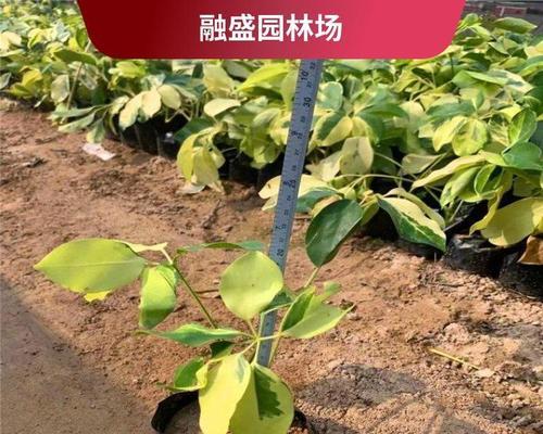 花叶鸭脚木的养殖技巧是什么？
