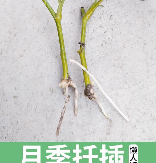 月季植株过于肥大怎么办？如何修剪和调整月季的形态？