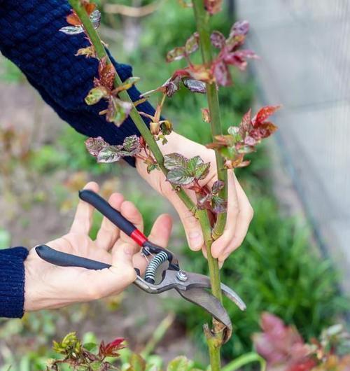 月季植株过于肥大怎么办？如何修剪和调整月季的形态？