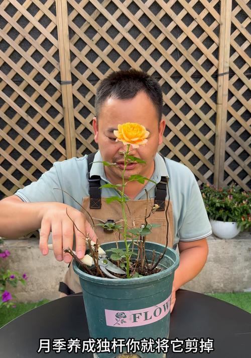 月季植株过于肥大怎么办？如何修剪和调整月季的形态？