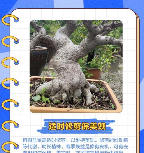 容树盆栽植物修剪技巧是什么？