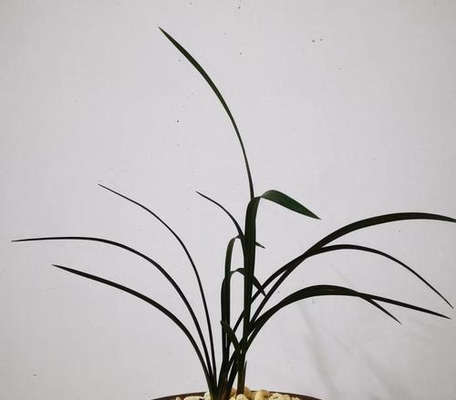 兰草品种有哪些？如何选择最适合的兰草？