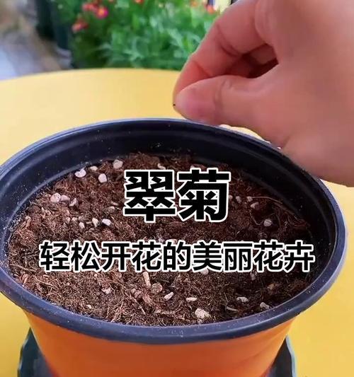 翠菊的种植技巧和注意事项有哪些？