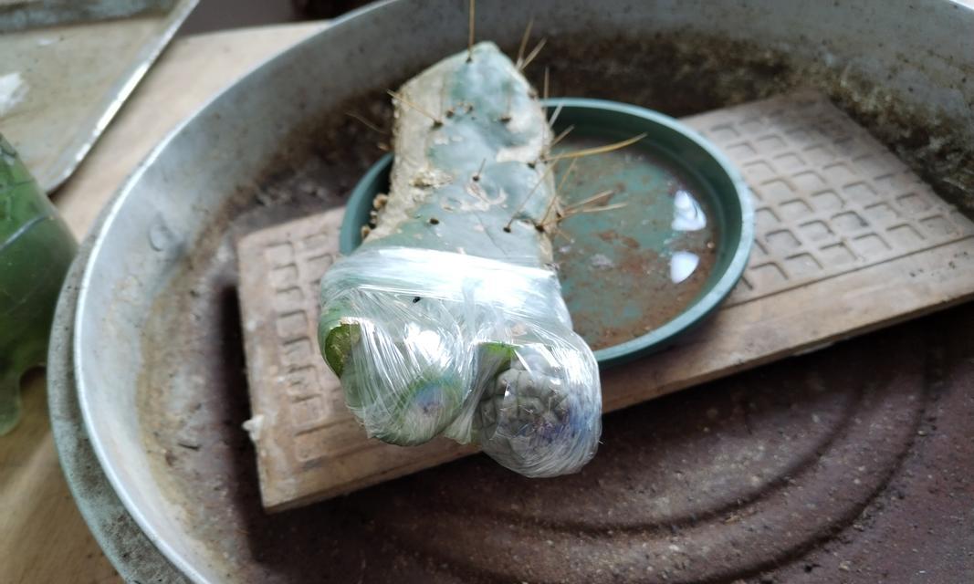 仙人球嫁接的正确步骤是什么？