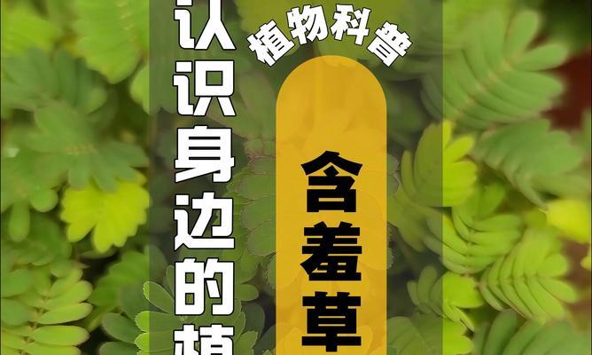 含羞草的养殖方法是什么？需要注意什么？