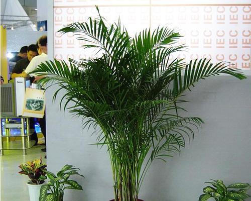 凤尾竹的繁殖方法和注意事项是什么？