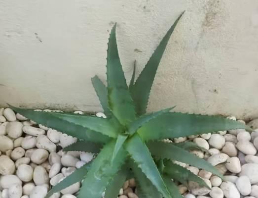 芦荟盆栽品种怎么挑选？哪种最适合室内？