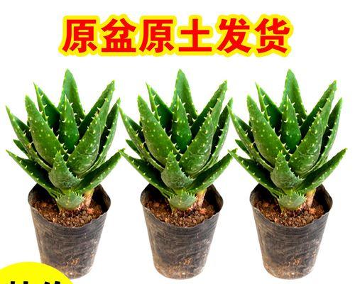 芦荟盆栽品种怎么挑选？哪种最适合室内？