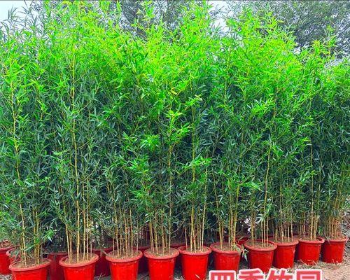 竹子剪枝的正确方法和好处是什么？