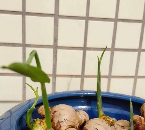 生姜盆栽种植方法是什么？如何保证其正常生长？