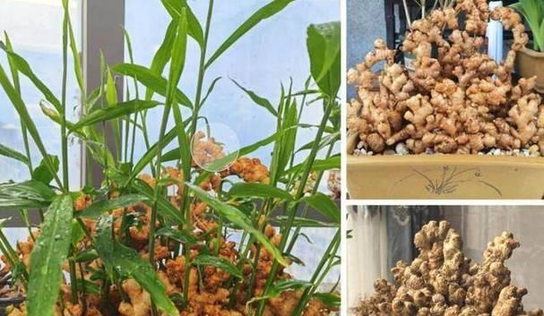 生姜盆栽种植方法是什么？如何保证其正常生长？