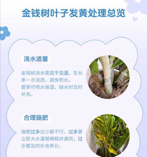 盆栽树叶子发黄怎么办？有哪些预防措施？