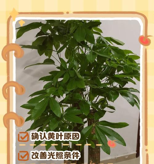 盆栽树叶子发黄怎么办？有哪些预防措施？
