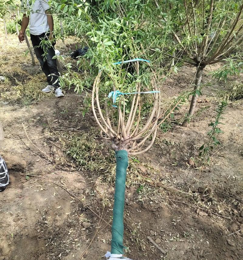 碧桃种子种植的正确步骤是什么？