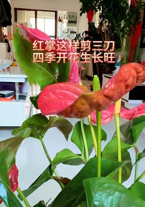 红掌繁殖的有效方法有哪些？