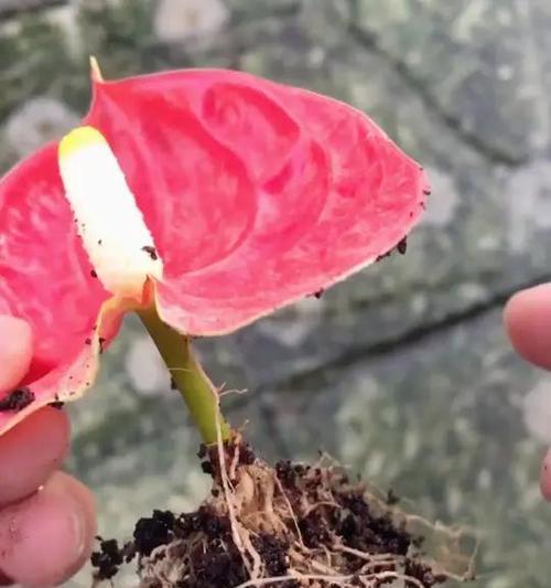 红掌繁殖的有效方法有哪些？