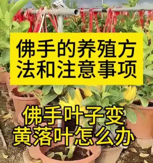 盆景掉叶的原因及解决方法是什么？