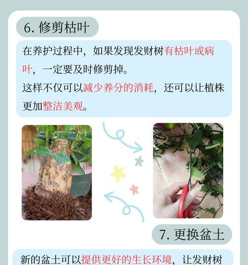 盆景掉叶的原因及解决方法是什么？