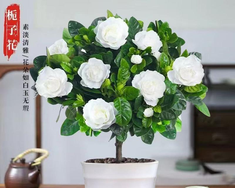 栀子花有哪些品种？如何选择适合自己的栀子花品种？