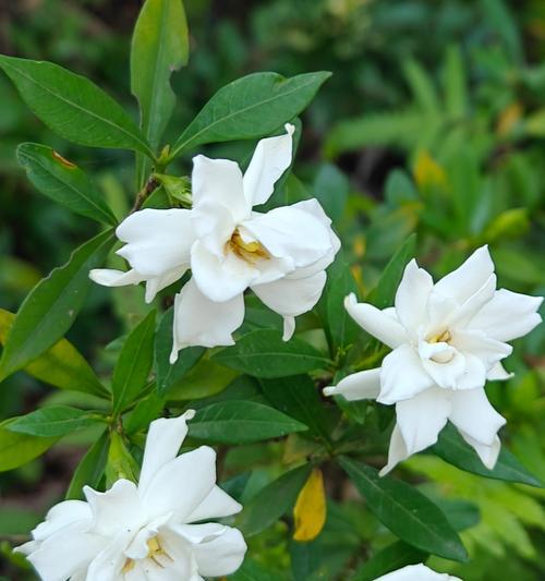 栀子花有哪些品种？如何选择适合自己的栀子花品种？