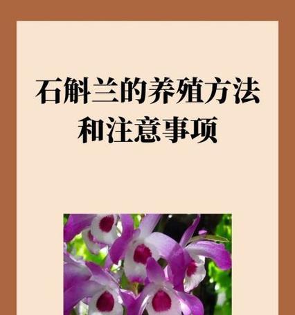 蛇皮兰的养殖技巧和注意事项是什么？