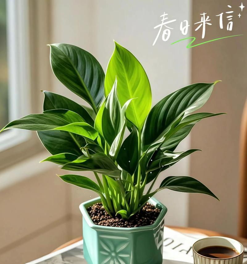 金钻叶子向上生长的技巧是什么？