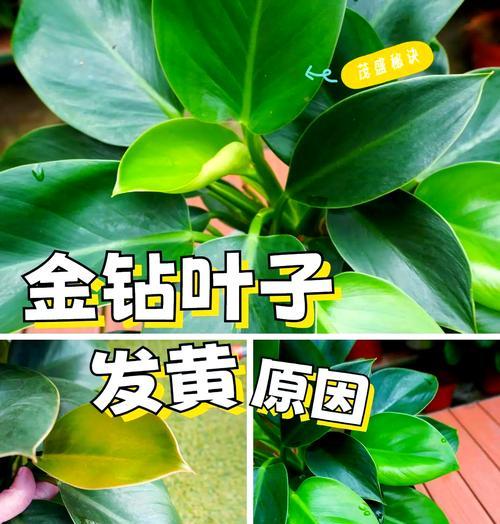 金钻叶子向上生长的技巧是什么？