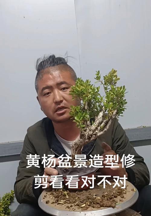 黄杨盆景修剪技巧是什么？