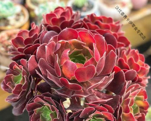 黑法师多肉植物适合用什么土壤？如何养护黑法师？