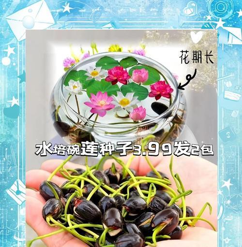 碗莲的养殖技巧和常见问题解答？