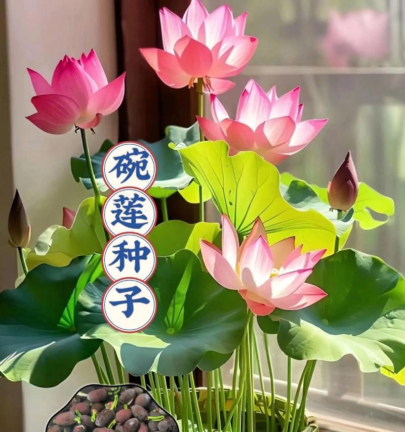 碗莲的养殖技巧和常见问题解答？