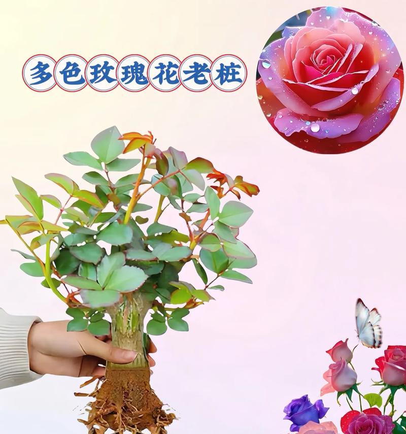 玫瑰花苗修剪的最佳时机和方法是什么？