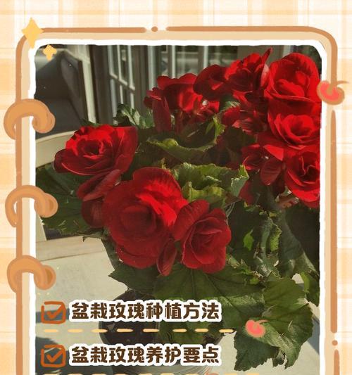 玫瑰花苗修剪的最佳时机和方法是什么？