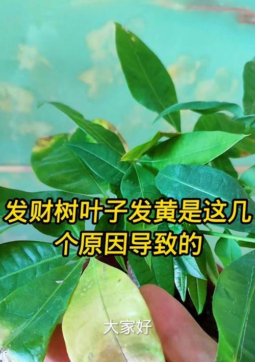 财树叶子发黄怎么办？财树叶子黄的正确处理方法是什么？