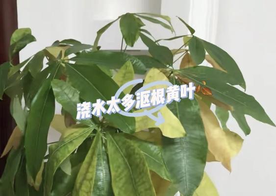 财树叶子发黄怎么办？财树叶子黄的正确处理方法是什么？