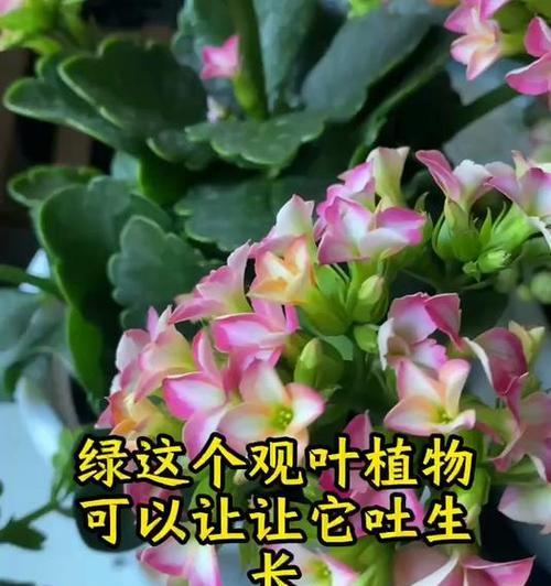 万寿花的养殖技巧有哪些？