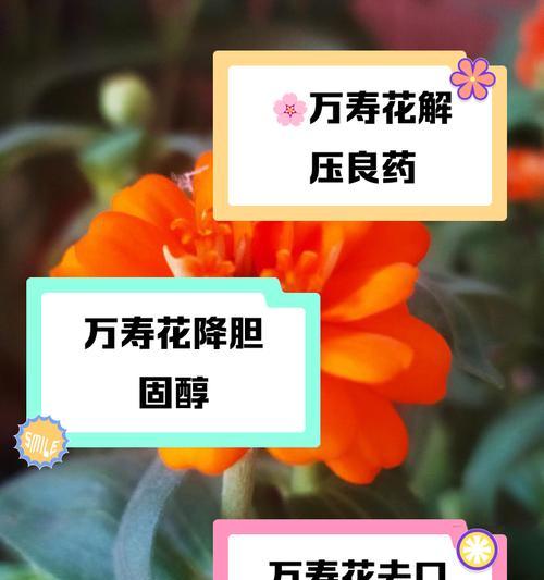 万寿花的养殖技巧有哪些？