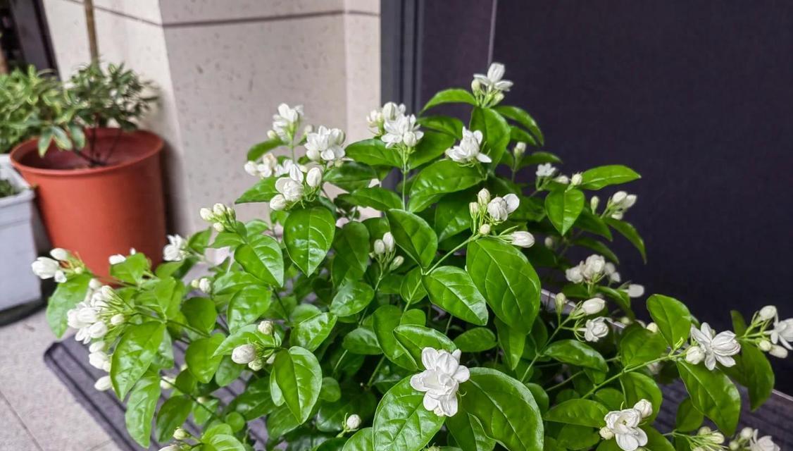 房间放什么花好？如何选择适合家居环境的花卉？