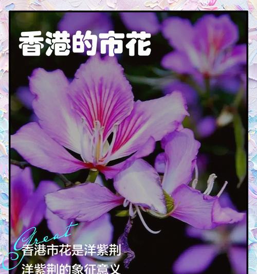 常德市的市花是什么？市花代表了哪些文化意义？