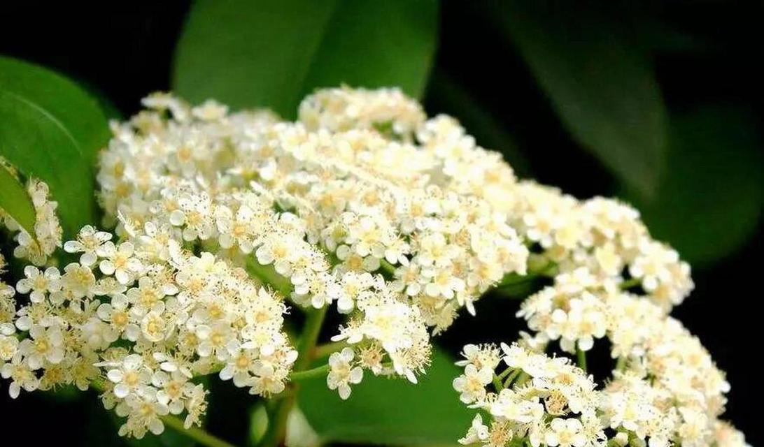 常德市的市花是什么？市花代表了哪些文化意义？