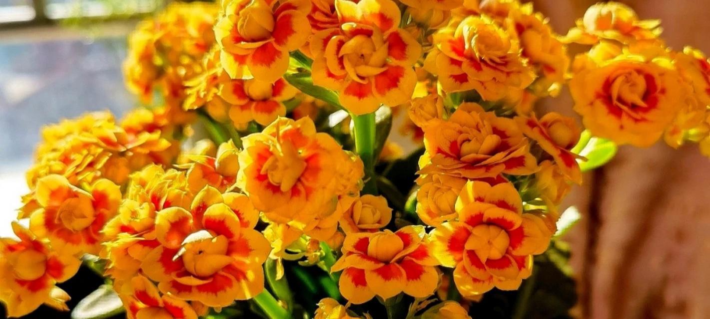 长寿花有哪些大花品种？
