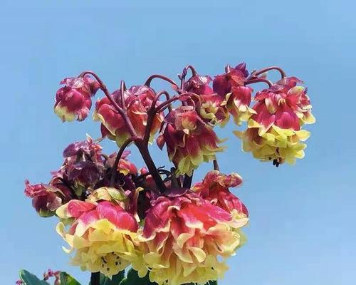长寿花有哪些大花品种？