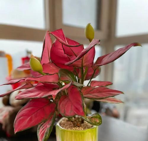 室内种植花卉有哪些益处？如何选择适合室内的花卉？
