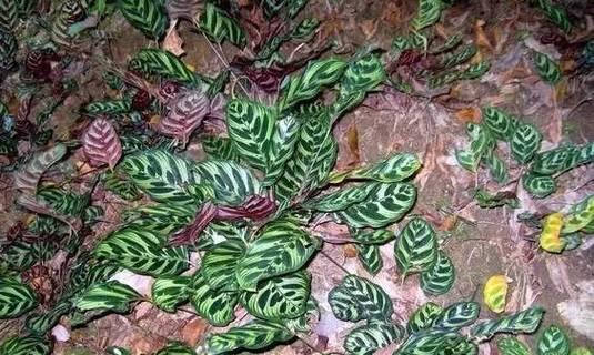 孔雀竹芋烂根怎么解决？