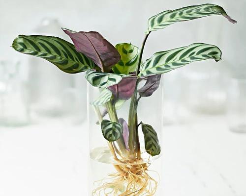 孔雀竹芋烂根怎么解决？