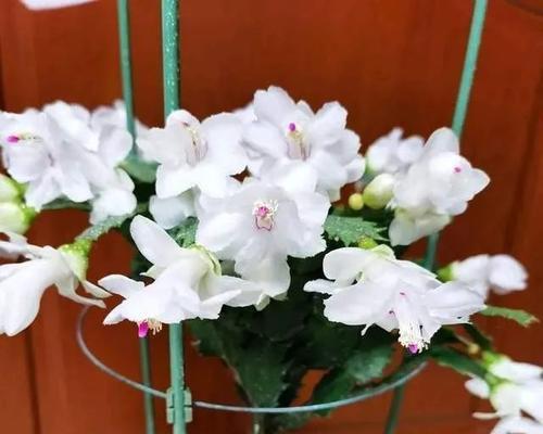 蟹甲兰叶子发软怎么了？蟹甲兰叶子软化的原因及处理方法是什么？