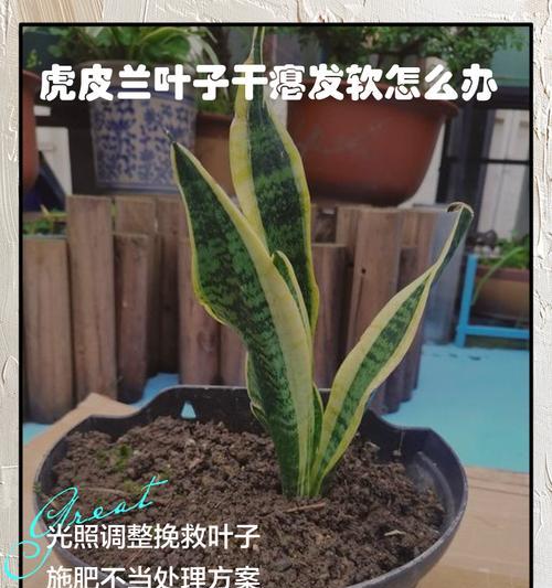 蟹甲兰叶子发软怎么了？蟹甲兰叶子软化的原因及处理方法是什么？