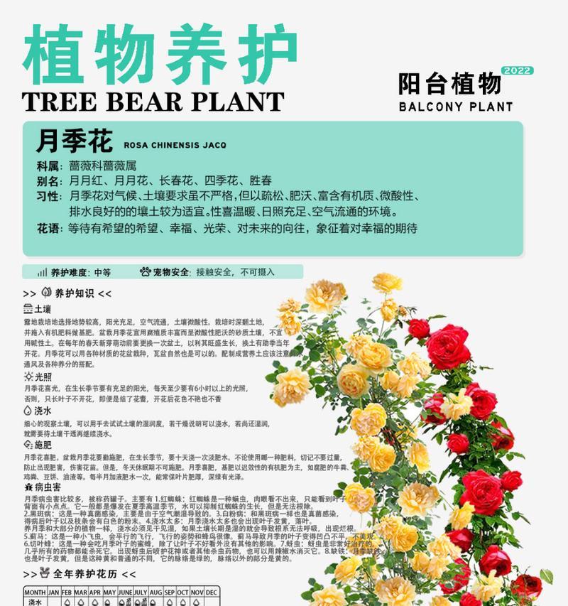小月季怎么养？小月季的养护方法是什么？