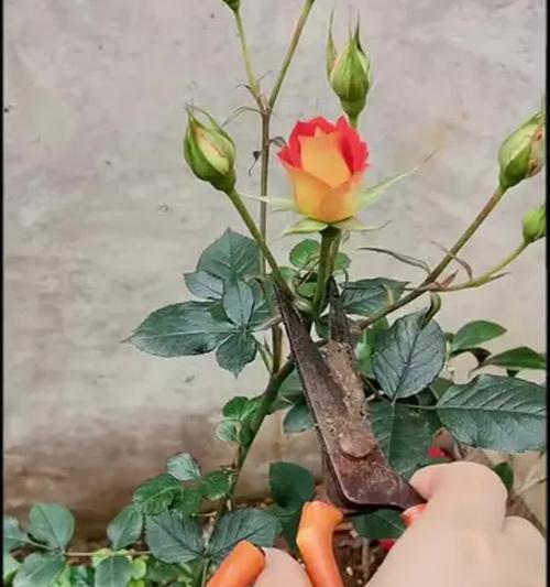小月季怎么养？小月季的养护方法是什么？