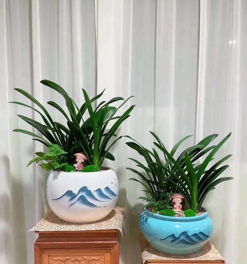 室内绿植有哪些？哪些适合室内环境？
